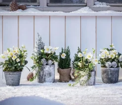 Dehner Blatt- & Schattenstauden > Christrose