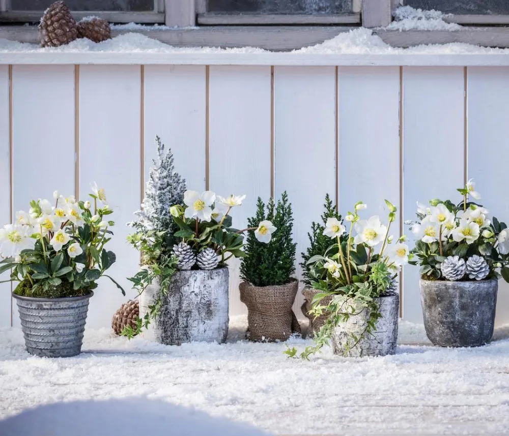 Dehner Blatt- & Schattenstauden > Christrose