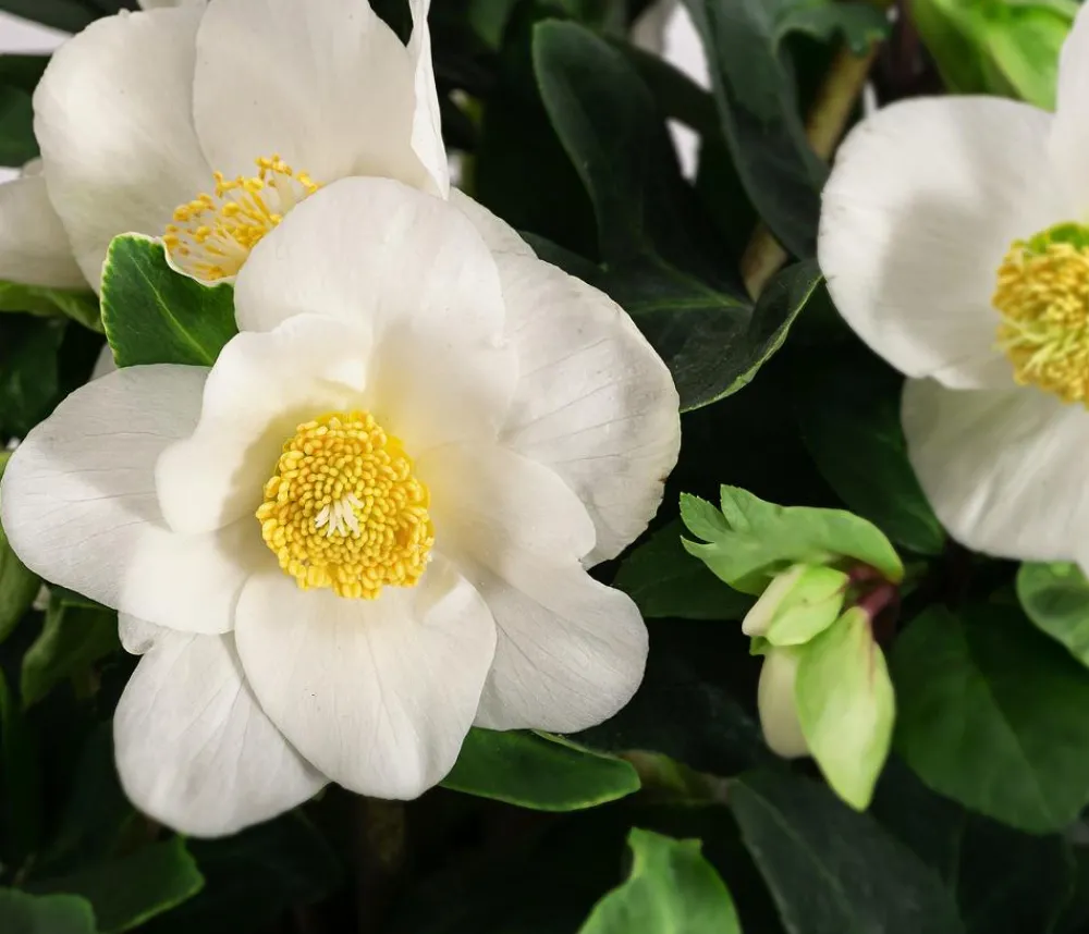 Dehner Blatt- & Schattenstauden > Christrose
