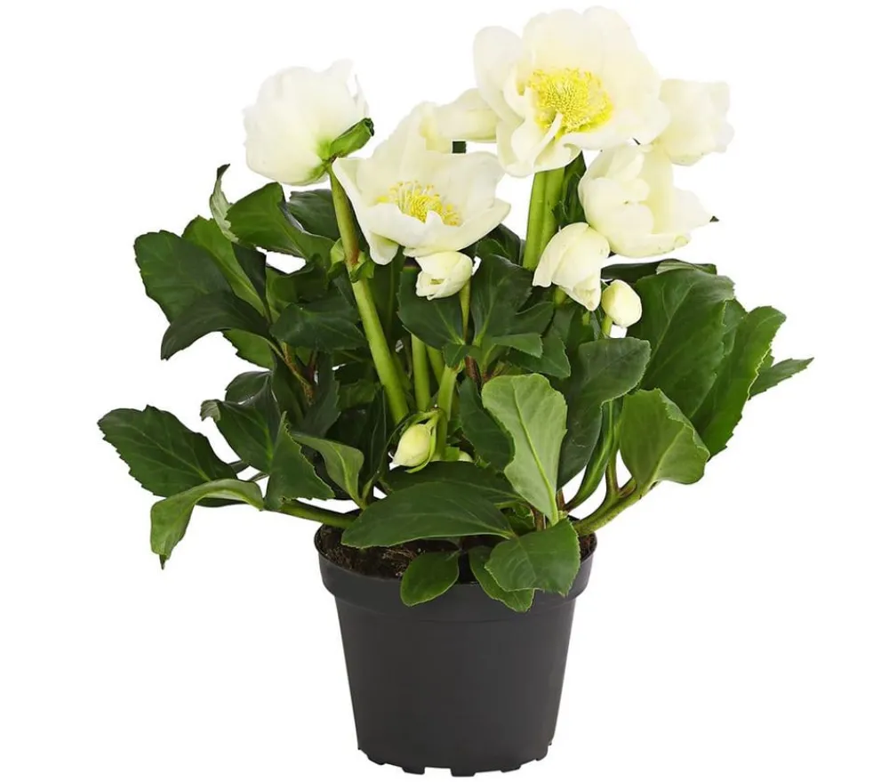 Dehner Blatt- & Schattenstauden - Christrose Weiß