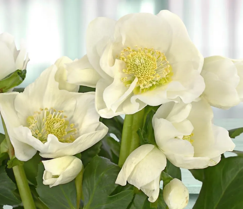 Dehner Blatt- & Schattenstauden - Christrose Weiß