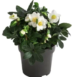 Dehner Blatt- & Schattenstauden - Christrose Weiß