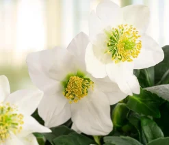 Dehner Blatt- & Schattenstauden - Christrose Weiß