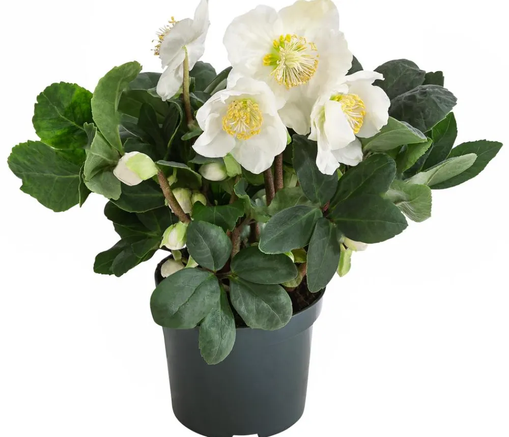 Dehner Blatt- & Schattenstauden > Christrose 'Christmas Carol'