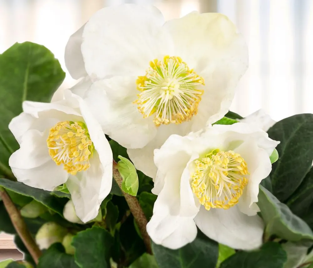Dehner Blatt- & Schattenstauden > Christrose 'Christmas Carol'