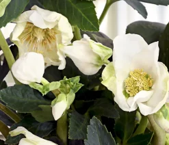 Dehner Christrose 'HGC® Jesko' Creme Hot