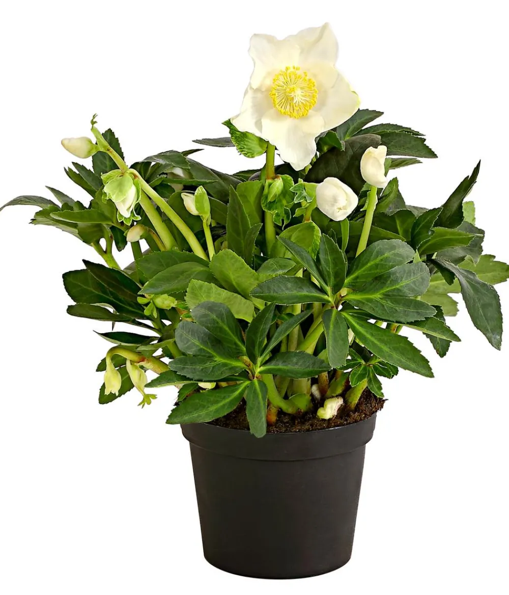 Dehner Christrose 'HGC® Jesko' Creme Hot