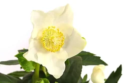 Dehner Christrose 'HGC® Jesko' Creme Hot