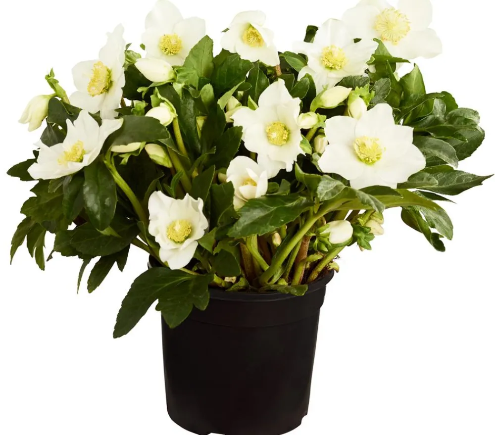 Dehner Blatt- & Schattenstauden > Christrose 'HGC Joel'