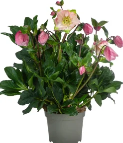 Dehner Blatt- & Schattenstauden > Christrose 'HGC® Winter Ballet® Katie'
