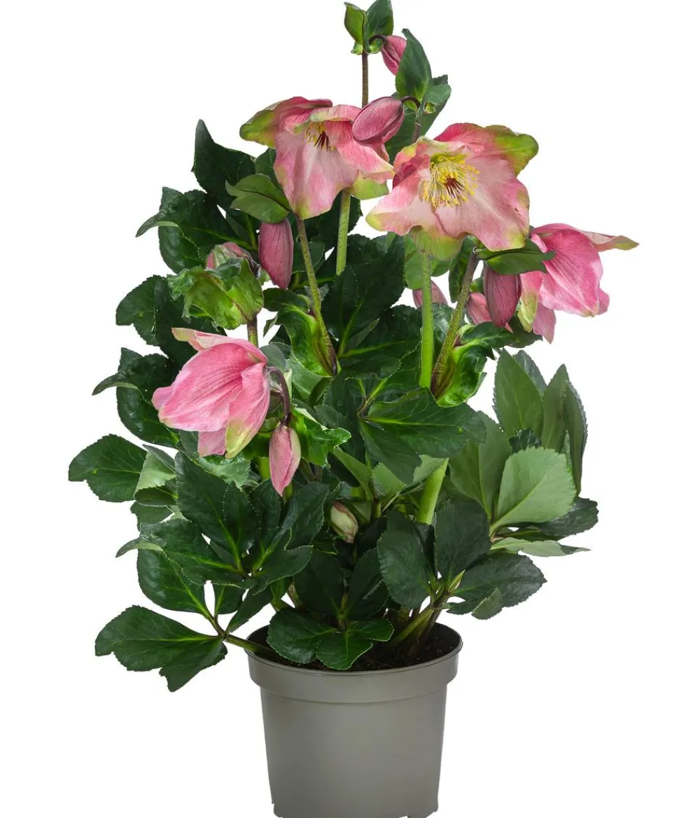 Dehner Christrose 'HGC® Winter Ballet® Katie'