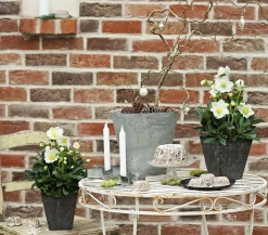 Dehner Blatt- & Schattenstauden > Christrose 'HGC® Wintergold®'