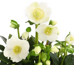 Dehner Blatt- & Schattenstauden > Christrose 'HGC® Wintergold®'