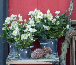 Dehner Blatt- & Schattenstauden - Christrose im Zinktopf