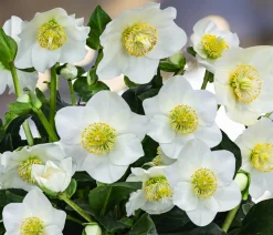 Dehner Blatt- & Schattenstauden - Christrose im Zinktopf