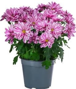 Dehner Grabschmuck & Grabgestaltung|Terrassenpflanzen - Chrysantheme 'Artistic® Dark '