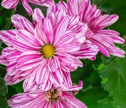 Dehner Grabschmuck & Grabgestaltung|Terrassenpflanzen - Chrysantheme 'Artistic® Dark '