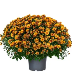 Dehner Grabschmuck & Grabgestaltung|Terrassenpflanzen - Chrysantheme 'Baria'