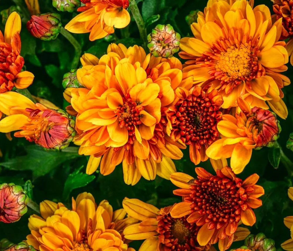 Dehner Grabschmuck & Grabgestaltung|Terrassenpflanzen - Chrysantheme 'Baria'