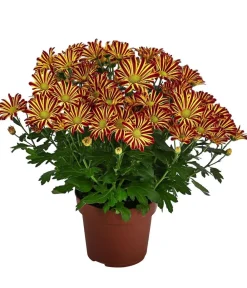 Dehner Terrassenpflanzen - Chrysantheme 'Circus'