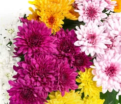 Dehner Terrassenpflanzen > Chrysantheme 'Fifty'