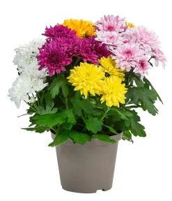 Dehner Terrassenpflanzen > Chrysantheme 'Fifty'
