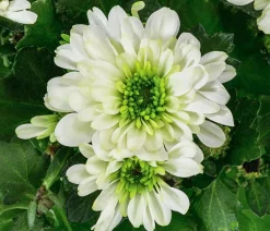 Dehner Chrysantheme 'Mount Nova Lime' Outlet