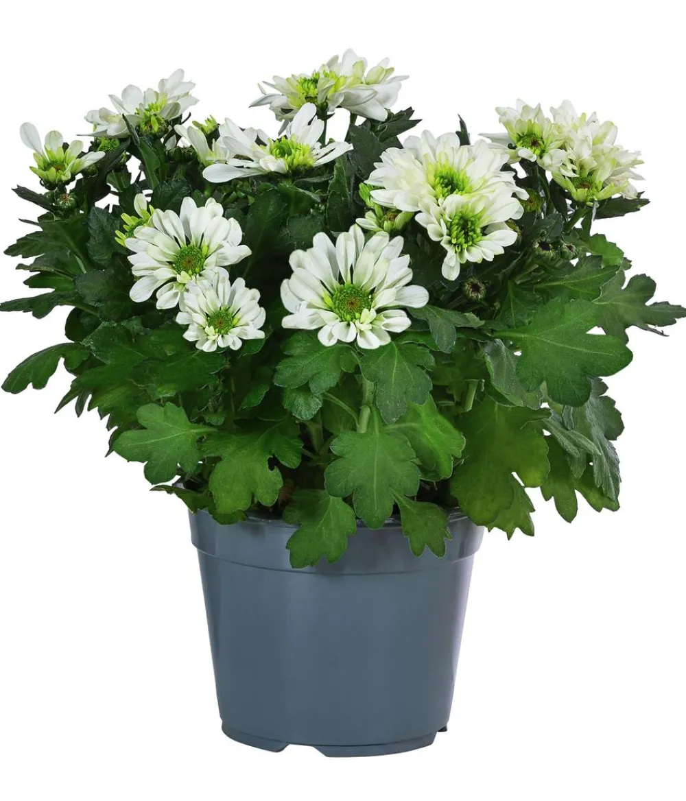Dehner Chrysantheme 'Mount Nova Lime' Outlet