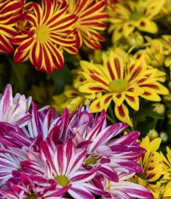 Dehner Chrysantheme 'Rainbow Carousel' Outlet