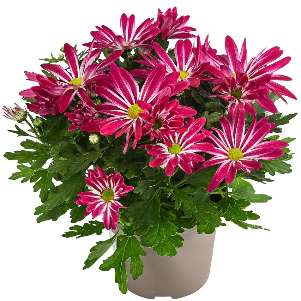 Dehner Chrysantheme 'Rainbow Carousel' Outlet