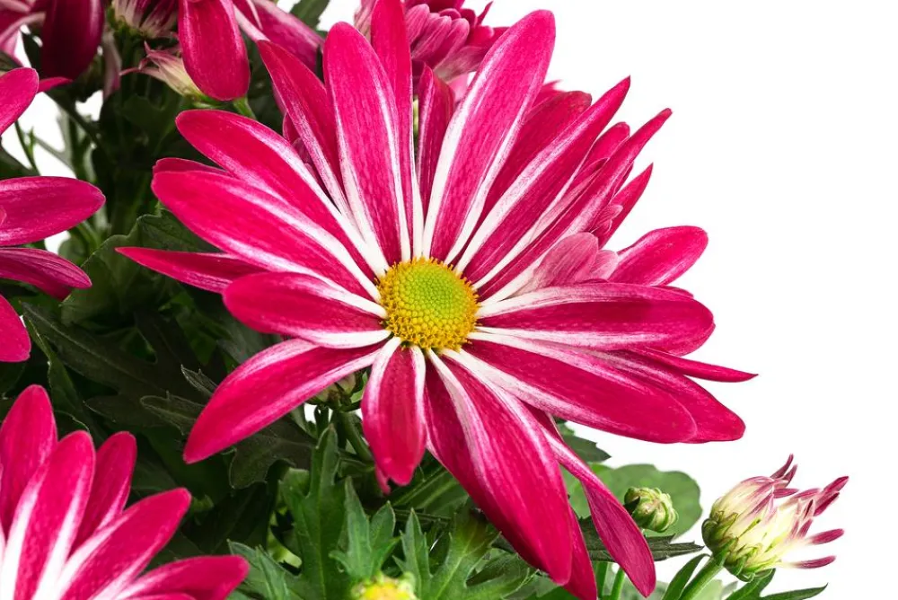 Dehner Chrysantheme 'Rainbow Carousel' Outlet