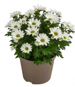 Dehner Sommerblumen - Chrysantheme 'Swifty', ca. 20-30 cm, verschiedene Farben