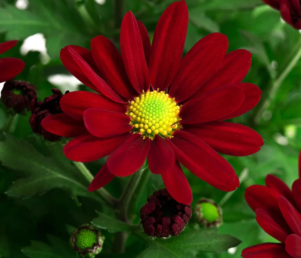 Dehner Sommerblumen - Chrysantheme 'Swifty', ca. 20-30 cm, verschiedene Farben