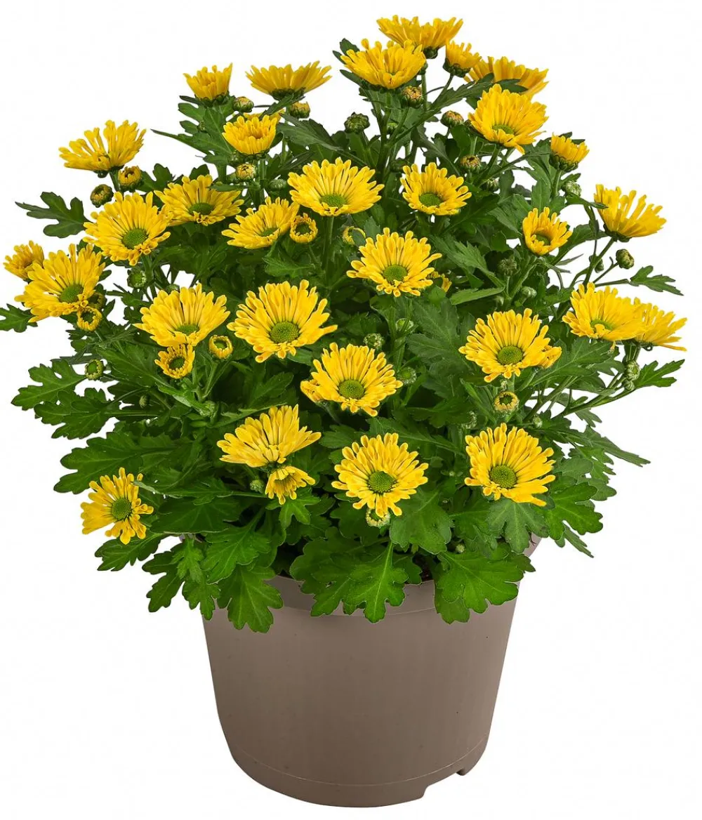 Dehner Sommerblumen - Chrysantheme 'Swifty', ca. 20-30 cm, verschiedene Farben