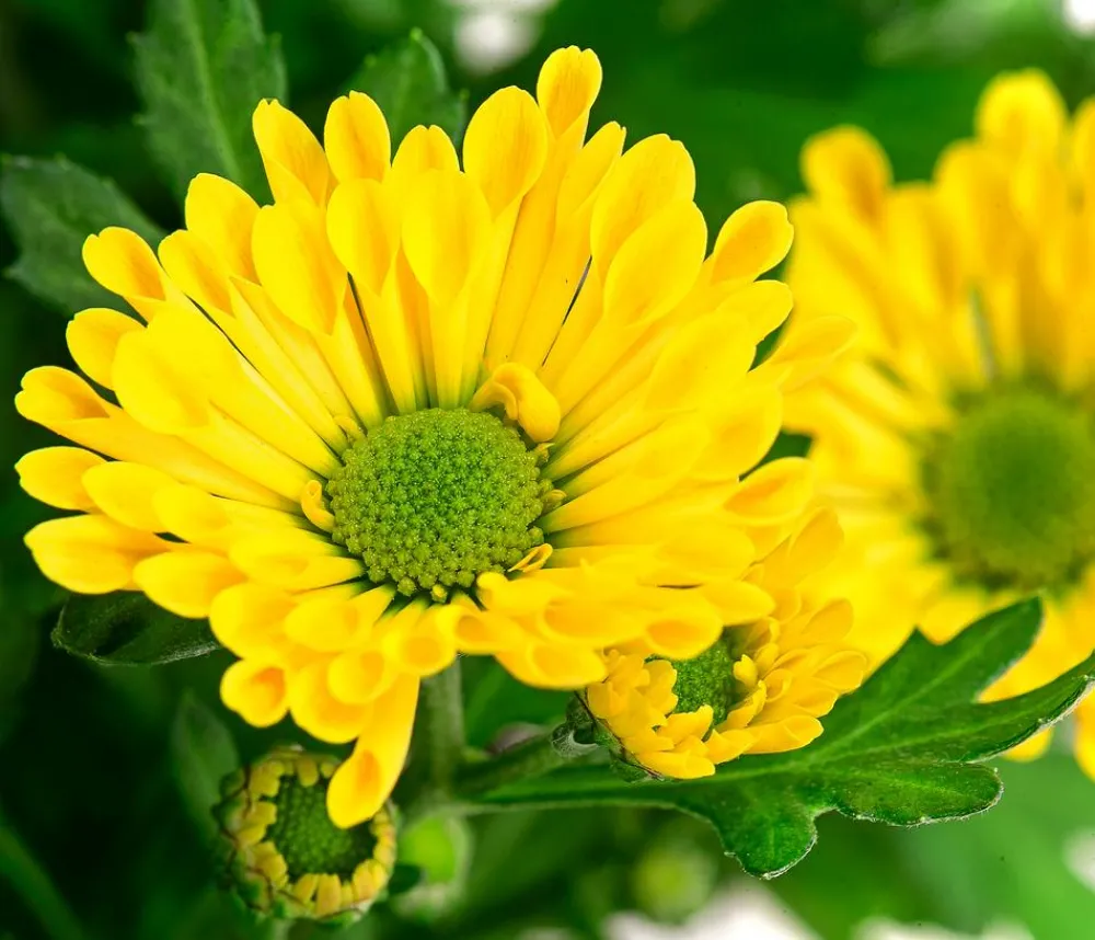 Dehner Sommerblumen - Chrysantheme 'Swifty', ca. 20-30 cm, verschiedene Farben