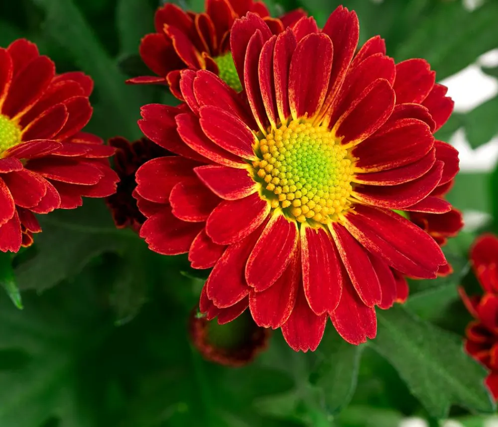 Dehner Sommerblumen - Chrysantheme 'Swifty', ca. 20-30 cm, verschiedene Farben