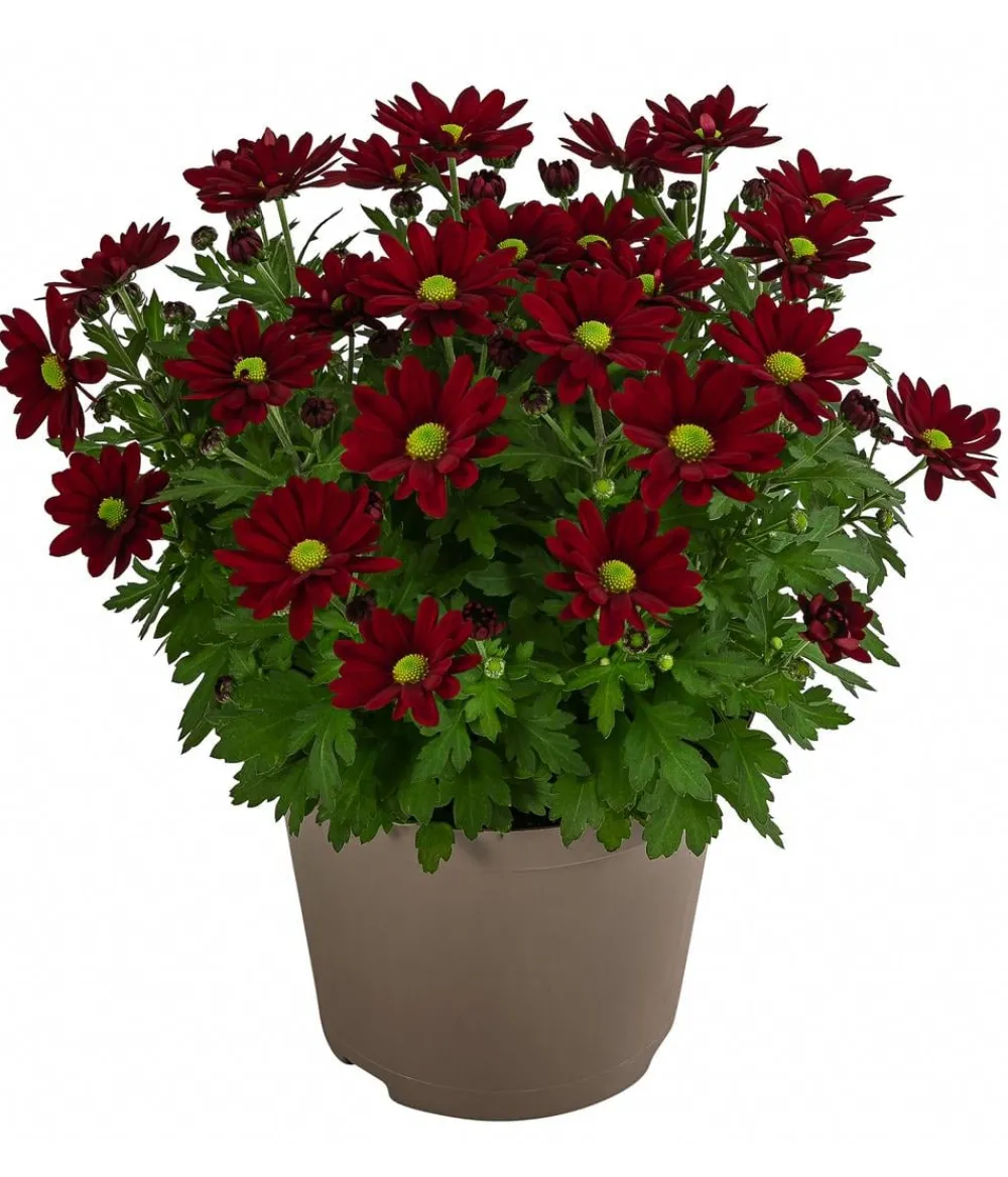 Dehner Sommerblumen - Chrysantheme 'Swifty', ca. 20-30 cm, verschiedene Farben