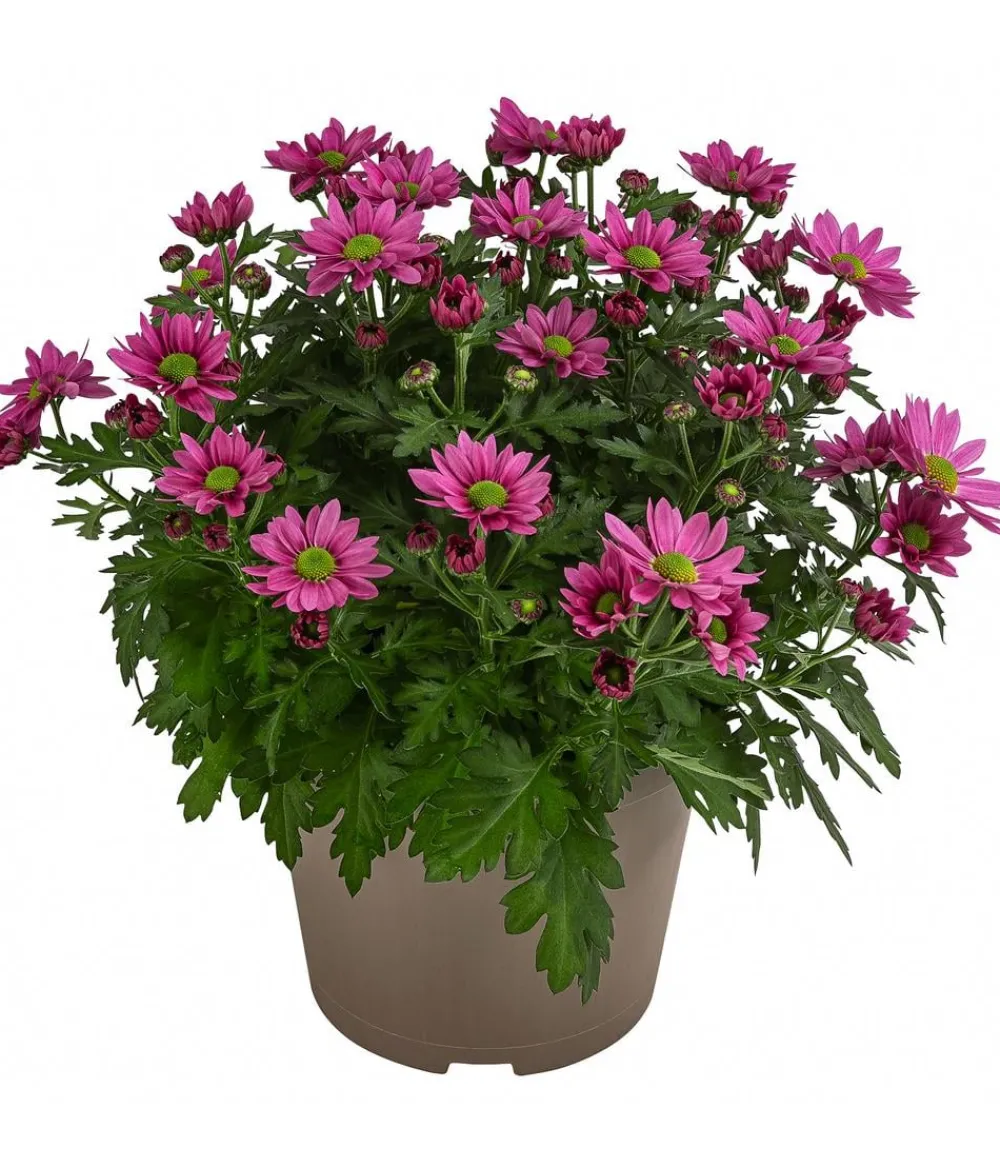 Dehner Sommerblumen - Chrysantheme 'Swifty', ca. 20-30 cm, verschiedene Farben