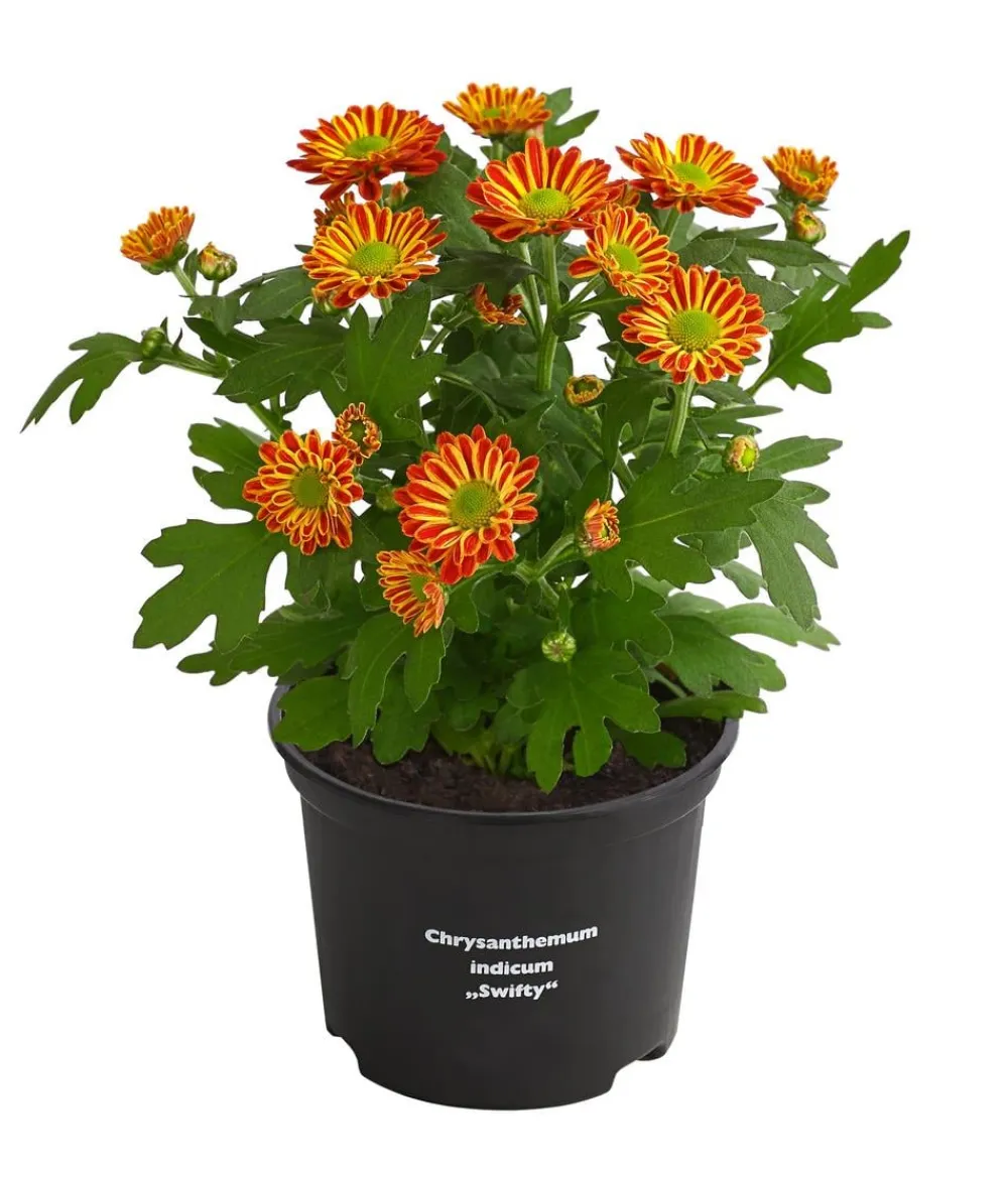 Dehner Chrysantheme 'Swifty', verschiedene Farben Discount