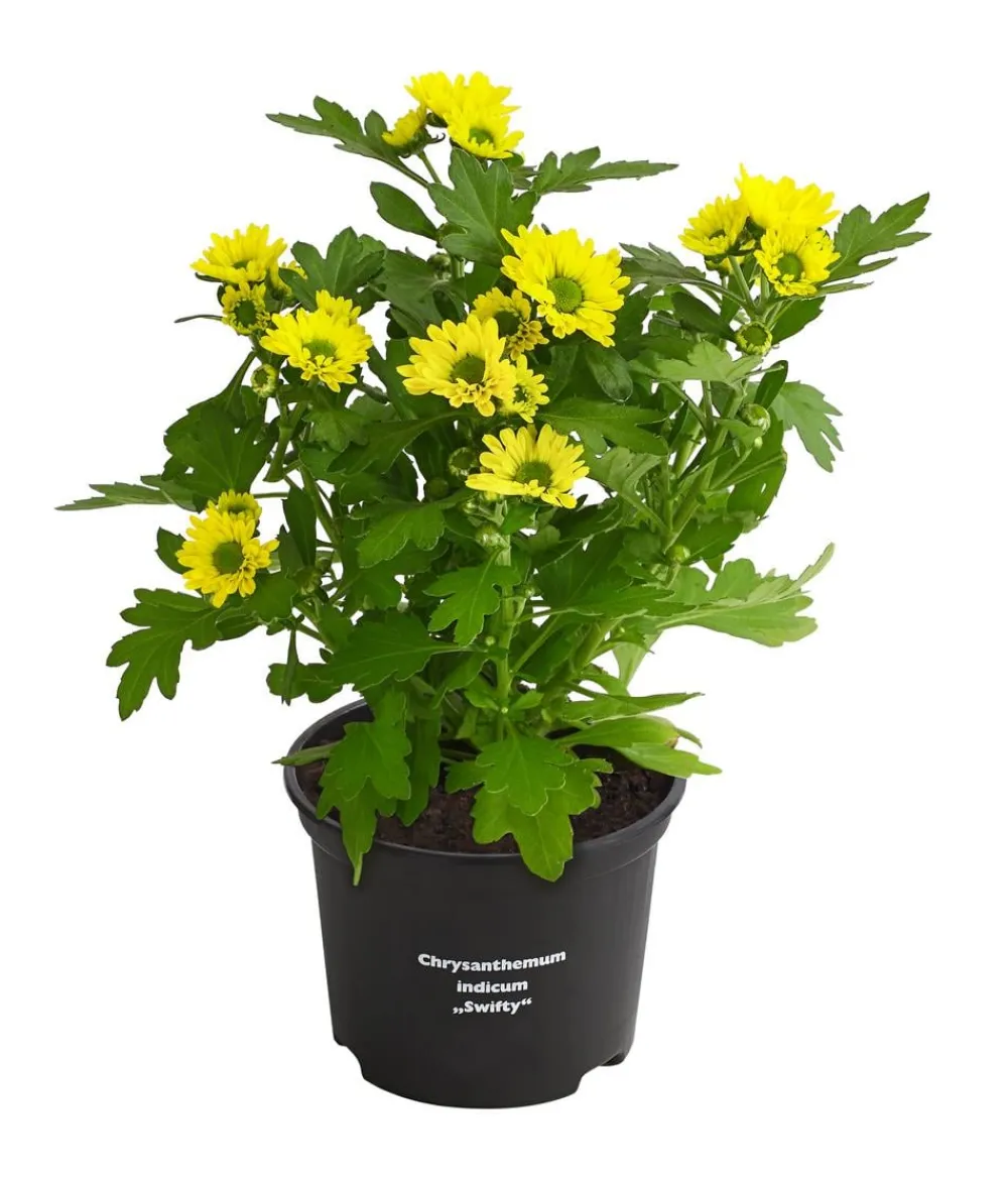 Dehner Chrysantheme 'Swifty', verschiedene Farben Discount