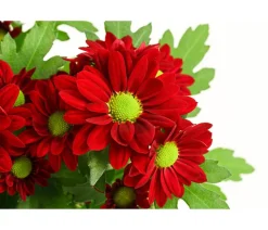 Dehner Chrysantheme 'Swifty', verschiedene Farben Discount