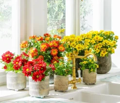 Dehner Chrysantheme 'Swifty', verschiedene Farben Discount