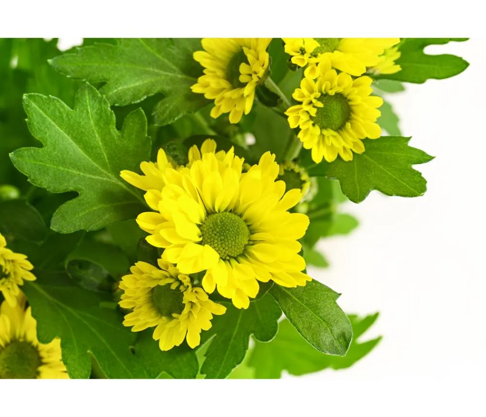 Dehner Chrysantheme 'Swifty', verschiedene Farben Discount