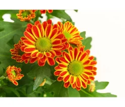 Dehner Chrysantheme 'Swifty', verschiedene Farben Discount