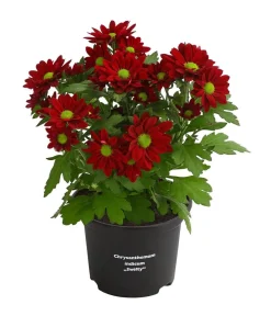 Dehner Chrysantheme 'Swifty', verschiedene Farben Discount