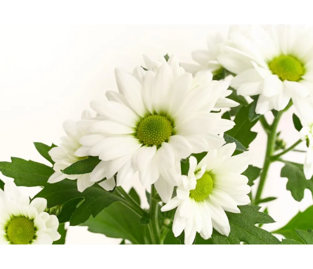 Dehner Chrysantheme 'Swifty', verschiedene Farben Discount