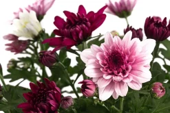 Dehner Terrassenpflanzen - Chrysantheme 'Trio', --