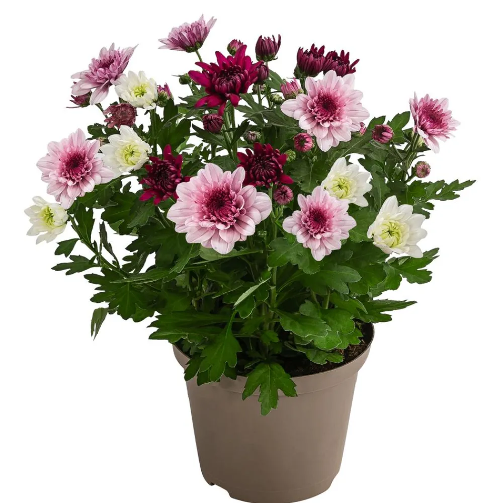 Dehner Terrassenpflanzen - Chrysantheme 'Trio', --