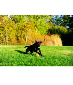 Chuckit! ® Hundespielzeug Tennisball Orange Discount