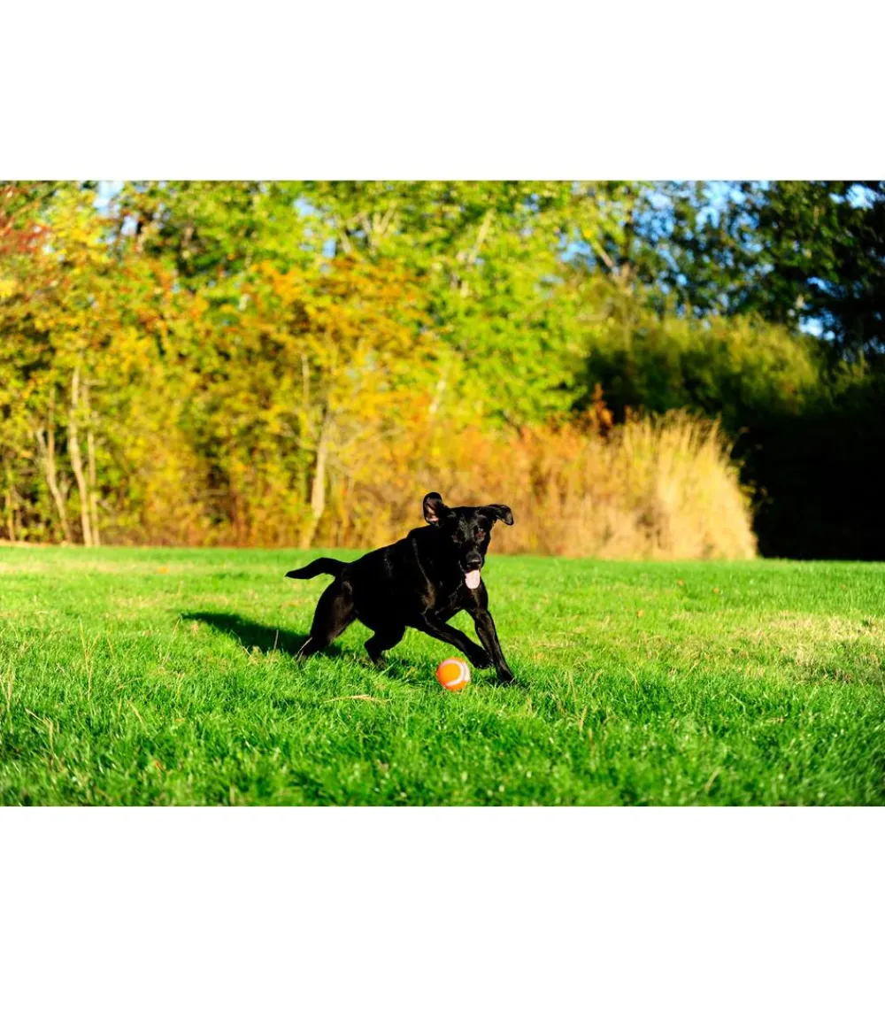 Chuckit! ® Hundespielzeug Tennisball Orange Discount